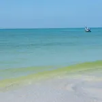 Shells And Sunshine